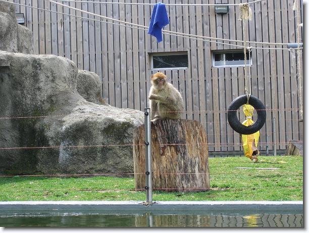 Diapositiva siguiente